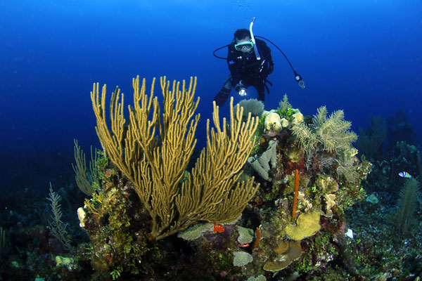 Belize Diving