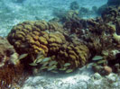 Hol Chan Marine Reserve