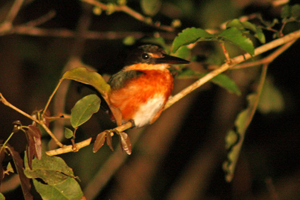 American Pygmy Kingfisher seen on Spotlight Night River Safari