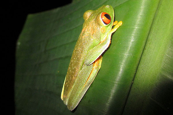 Red Eyed Tree Frog spotted on a Night Walk