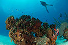 Barrier Reef