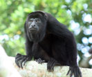 Howler Monkey