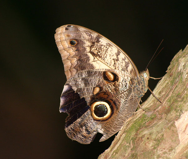 Owl Eye Butterfly