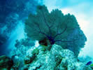 Coral on Belize Barrier Reef