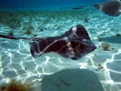 snorkelling with Rays