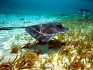 Southern Stingray