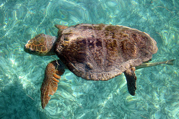 Giant Turtles near Silk Cayes