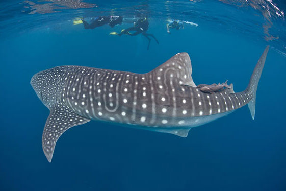 Whale Shark